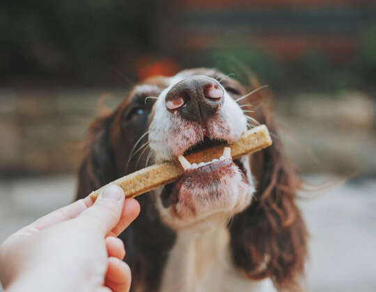 Dottoressa, ma cosa posso dare da mangiare a Fido e a Micio?