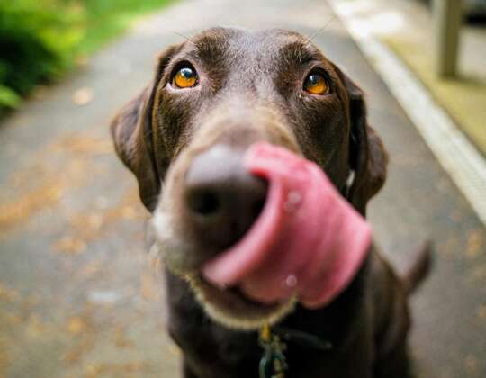 La vaccinazione nel cane: cosa, come, quando, perché.